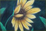 Yellow Petalled ~ Poster Sale